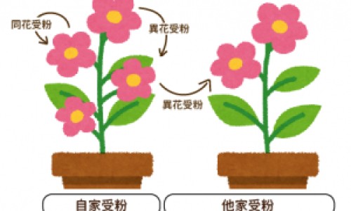 阴虱和毛囊炎的区别-阴虱和毛囊炎区别-专业阴虱和蜱虫有什么区别平台-阴虱和蜱虫有什么区别
